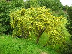 2006-0605-1617-21.jpg